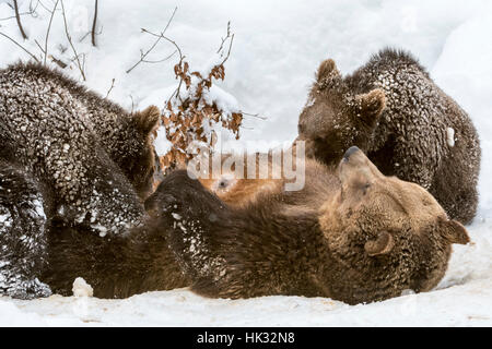 Weibliche Braunbären Spanferkel zwei 1-Jahr-alten Jungen (Ursus Arctos Arctos) auf ihr liegend zurück in den Schnee im winter Stockfoto