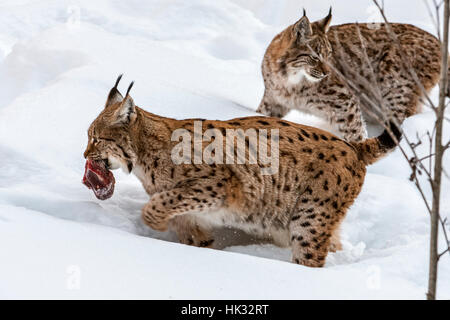 Zwei Eurasischen Luchs (Lynx Lynx) laufen im Schnee im Winter mit Fleisch der Beute im Mund Stockfoto