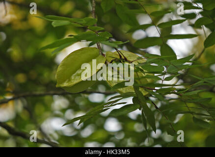 Sternfrüchte (Gattung Karambolen) Obstbau auf Baum Fond Doux Plantation, St. Lucia, kleine Antillen Dezember Stockfoto