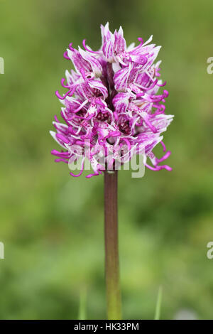 Affe Orchidee (Orchis Simia), eine seltene rosa und weißen Orchideen wachsen auf eine Kent Downland Stockfoto
