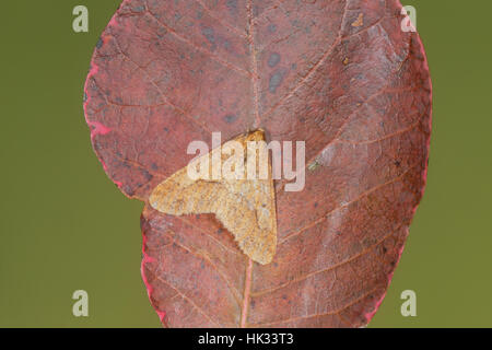 Fleckige Umbra (Erannis Defoliaria), eine Ingwer-braune Motte, die fliegt im Spätherbst und Winter, saß auf einem rotbraunen Blatt Stockfoto