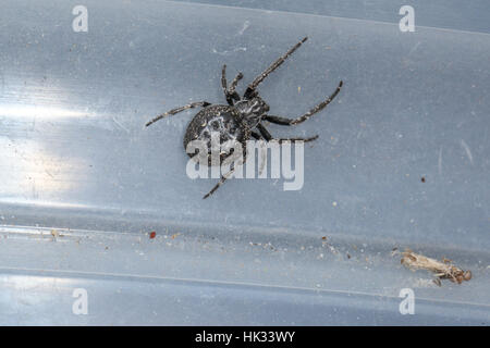 Walnut Orb-Weaver Spider (Nuctenea Umbratica), eine große schwarze Kreuzspinne mit einem geschwollenen Bauch, auf einem grauen Kunststoff-Oberfläche Stockfoto