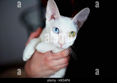 weiße Katze mit Heterochromie Stockfoto