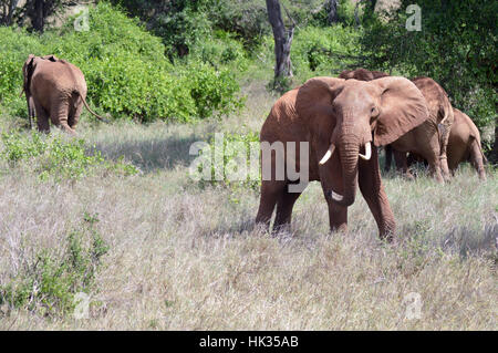 Sehr böse Elefant im West Tsavo Park in Kenia Stockfoto