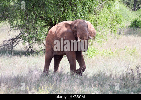 Sehr böse Elefant im West Tsavo Park in Kenia Stockfoto