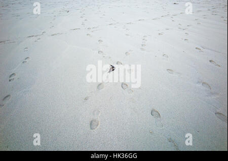 Fußspuren und Algen am Strand, Sennen Cove, Cornwall, UK Stockfoto