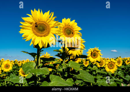 Einige Blüten der gemeinsamen Sonnenblumen (Helianthus Annuus) stehen aus einem ganzen Sonnenblumenfeld Stockfoto