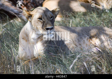 Eine Löwin liegend unter einem Baum im West Tsavo Park in Kenia Stockfoto