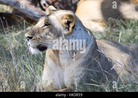 Eine Löwin liegend unter einem Baum im West Tsavo Park in Kenia Stockfoto