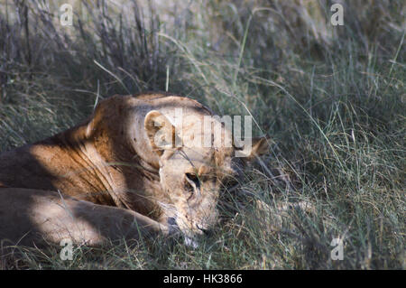 Eine Löwin liegend unter einem Baum im West Tsavo Park in Kenia Stockfoto