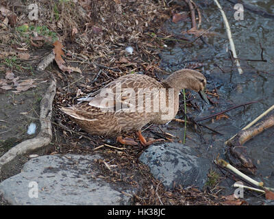 Weibliche Enten neben dem Brandywine River in Wilmington, Delaware. Stockfoto