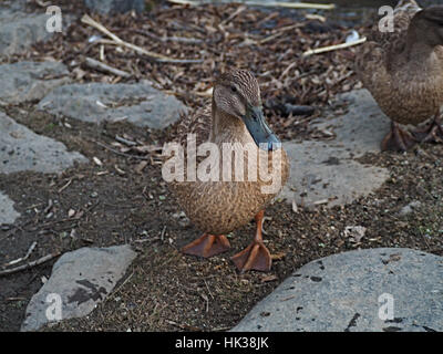 Weibliche Enten neben dem Brandywine River in Wilmington, Delaware. Stockfoto