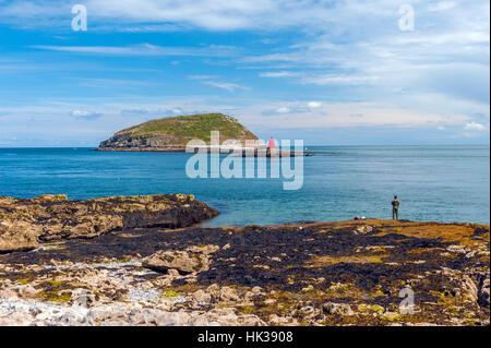 Puffin Insel aus Trwyyn-du Parc Stockfoto