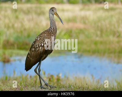 Limpkin im Profil (Aramus guarauna) Sweetwater Wetlands Park, Gainesville, Florida, USA Stockfoto