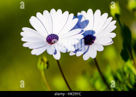 Paar Kapkörbchen blühen an einem sonnigen Tag, weiße Blumen lila Center Stockfoto