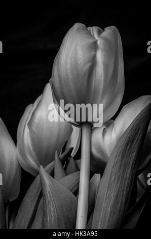 Schöne Tulpen in schwarz und weiß auf dunklem Hintergrund mit Blätter und Blüten Stockfoto