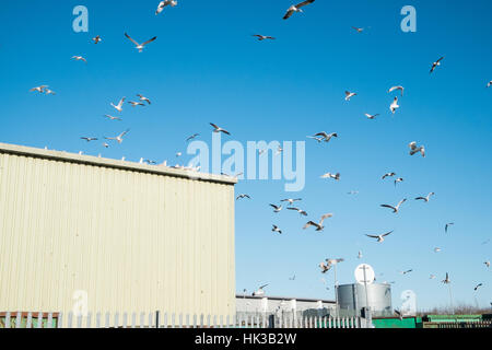 Möwen am Recycling, Zentrum, am Trostre,Llanelli,Wales,U.K. Stockfoto