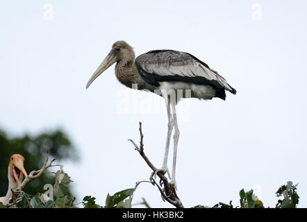 Malte Jungstorch (Mycteria Leucocephala) in Thai Wald Stockfoto