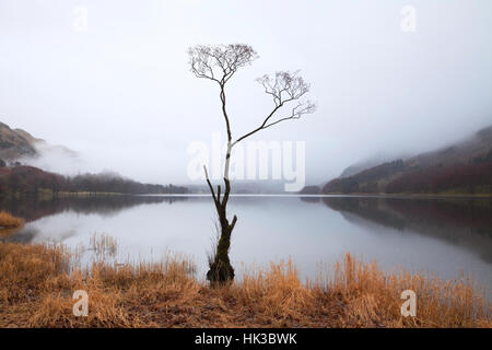 Buttermere "Einsame Baum" im Winter, Lake District Stockfoto