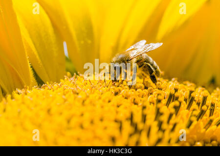 Eine Krainer Honigbiene (Apis Mellifera Carnica) sammelt Nektar in einer gemeinsamen Sonnenblumen (Helianthus Annuus) Blüte Stockfoto