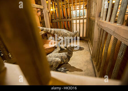 Williamstown, Kentucky - Dinosaurier in einem Modell des Schatzes, sondern von einer fundamentalistischen christlichen Gruppe als Themenpark. Stockfoto