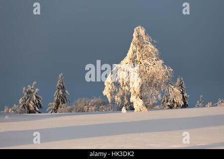 Winter im Bereich Sauerland, Deutschland, am Kahler Asten Berg, höchste Erhebung in Nord-Rhein-Westfalen, Schnee bedeckt, Bäume, Landschaft, sonnigen wea Stockfoto