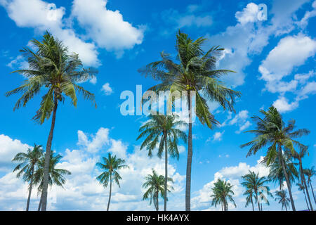 Kokospalmen mit schönen blauen Himmel und Wolken Stockfoto