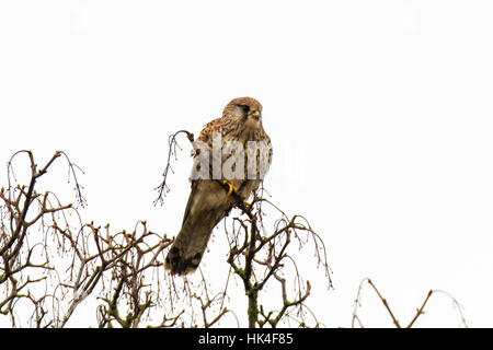 Weiblicher Turmfalke (Falco Tinnunculus) im Baum. Kleiner Falke (Familie Falconidae) thront im Baum kleine Säugetier Beute werden gesucht Stockfoto