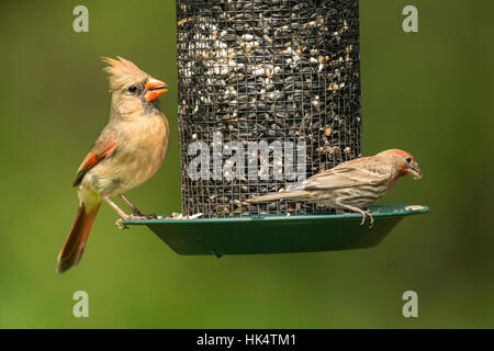 Nördlichen Kardinal und Haus Fink teilen Samen Feeder. Stockfoto