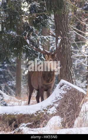 Männliche Rothirsch (Cervus Elaphus) in einem verschneiten winterlichen Wald. Männlicher Rothirsch Im Winterlich Verschneiten Wald. Stockfoto