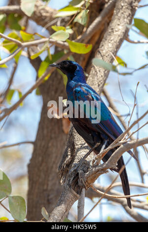 Vogel Cape Starling, rot-geschultert glänzend-Starling oder Cape glänzend Starling (Glanzstare Nitens), Moremi Game reserve, Okavangodelta, Botswana, Afric Stockfoto