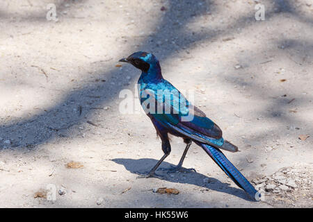 Vogel Cape Starling, rot-geschultert glänzend-Starling oder Cape glänzend Starling (Glanzstare Nitens), Moremi Game reserve, Okavangodelta, Botswana, Afric Stockfoto