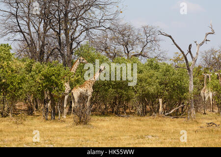 Herde von Giraffe Beweidung auf Baum, Moremi Game Reserve, Okavango Delta, Botswana, Afrika Safari Wildlife und Wildnis Stockfoto