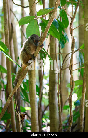 weibliche gescheckte Lemur (Eulemur Albifrons) auf Ast in Madagaskar Wildnis. Nosy Mangabe Waldreservat. Madagaskars Tierwelt Stockfoto