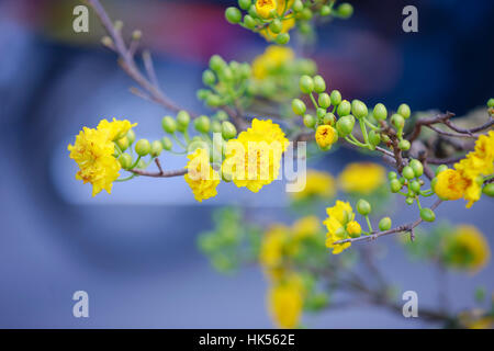 Tet-Feiertage Blume in Hanoi, Vietnam Stockfoto