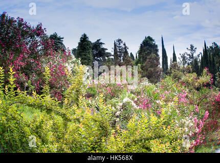 Im Arboretum auf der Wiese im Überfluss an blühende rosa-weiße Oleanderbüsche und anderen Pflanzen. Stockfoto