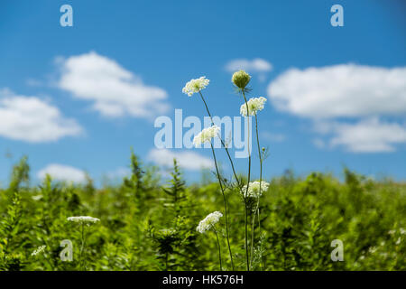 eine Landschaft mit einer grünen Wiese, blauer Himmel, weiße Blüten und geschwollene weiße Wolken im Sommer Stockfoto