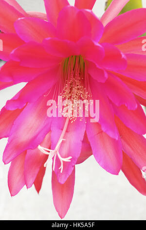 Nahaufnahme von leuchtend rosa oder rote Epiphyllum oder bekannt als Orchid Cactus isoliert Stockfoto