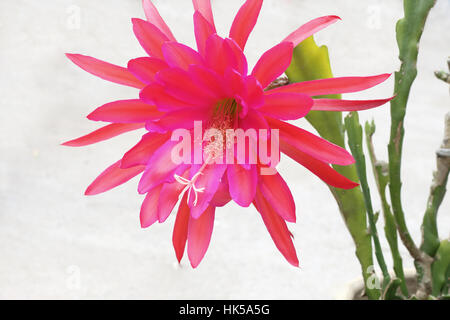 Nahaufnahme eines blühenden leuchtend rosa oder rote Epiphyllum oder bekannt als Orchid Cactus - isoliert Stockfoto