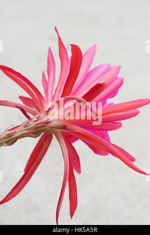 Close up Portrait of hell rosa oder rote Epiphyllum oder bekannt als Orchid Cactus isoliert - Ansicht von hinten Stockfoto