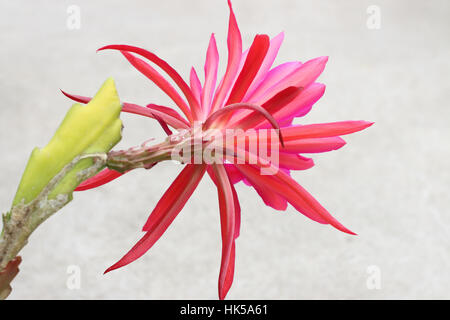 Close up Portrait of hell rosa oder rote Epiphyllum oder bekannt als Orchid Cactus isoliert - Ansicht von hinten Stockfoto