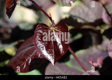 Cercis Canadensis oder auch bekannt als Forest Pansy verlässt Stockfoto