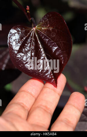 Cercis Canadensis oder auch bekannt als Forest Pansy verlässt Stockfoto