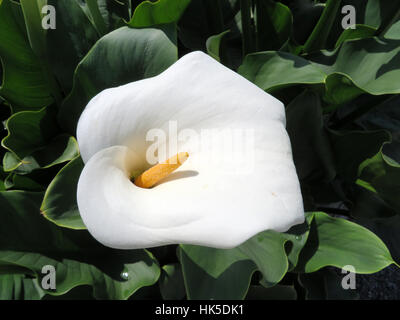 weiße Calla - Zantedeschia Aethiopica childsiana Stockfoto