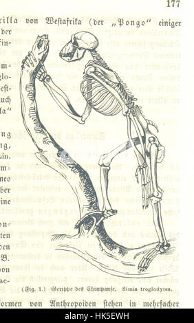 Bild entnommen Seite 195 von "Der Mensch, seine Abstammung Und Gesittung Im Lichte der Darwinschen Lehre... Dargestellt. Mit 36 Holzschnitten "Bild entnommen Seite 195 von" Der Mensch, Sein Stockfoto