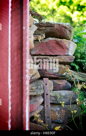 Chipmunk Stockfoto