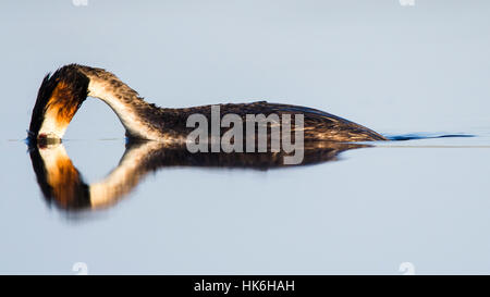 Great crested Grebe (Podiceps Cristatus) Tauchen, lustig, Neusiedler See, Seewinkel, Neusiedler See, Burgenland, Österreich Stockfoto