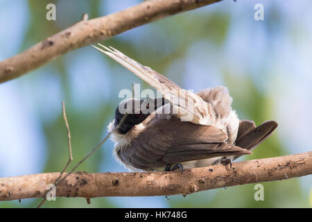 Laut Friarbird (Philemon Corniculatus) putzen Schwanzspitze Stockfoto