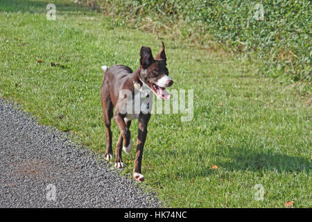 Schöne rote und weiße Border-Collie-Schäferhund Haustier stehen Stockfoto