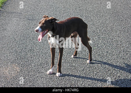 Schöne rote und weiße Border-Collie-Schäferhund Haustier stehen Stockfoto